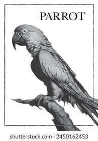 Framed Black and White Engraved Illustration of a Makaw Parrot