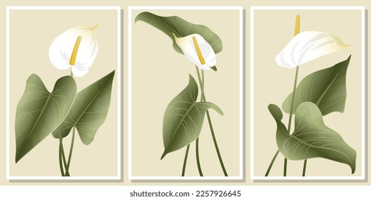 Frames with bouquet of white anthuriums, wall art vector set - for wall framed prints, canvas prints, poster, home decor