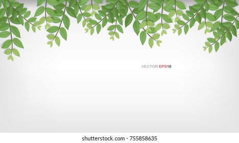 Framing of green leaves and tree branches. Natural abstract background for product advertisement. Realistic vector illustration.