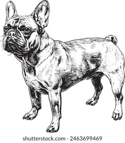 ilustración de silueta de Vector de bulldog de francia