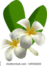 Frangipani.