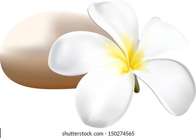 Frangipani 