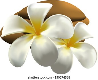 Frangipani 