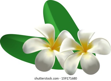 Frangipani