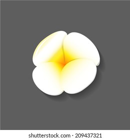 Frangipani