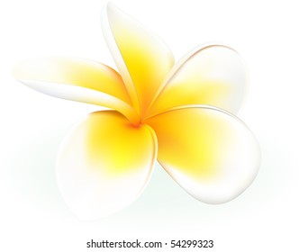 frangipani