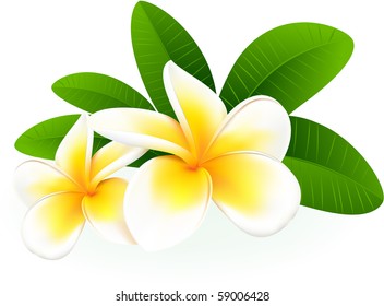 Frangipani