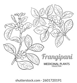 Frangipani Branch with Flowers Outline Illustration