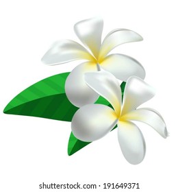 Frangipani exotic vector flower 