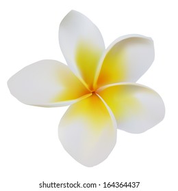 Frangipani exotic vector flower isolated on white background