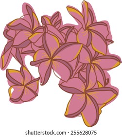 Frangipani flower