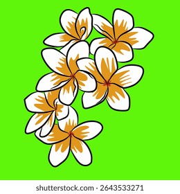 Frangipani flower. Beautiful flower that has a distinctive fragrant aroma. Has various types of flower colors, one of which is white combined with dark yellow with a green background.