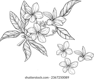 Frangipani flower botanical sketch illustration