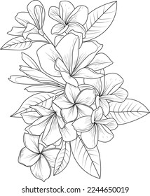 Frangipani flower drawing, hand draw flower bouquet  illustration,
vector sketch, decorative pencil art, bouquet of floral coloring page, and book isolated on white background clipart.
