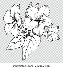 frangipani flower drawing line art vector illustrations. Botanical floral hand drawn element.