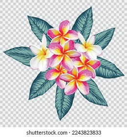 ilustraciones del vector del dibujo floral frangipani. Elemento estampado a mano con flores botánicas.