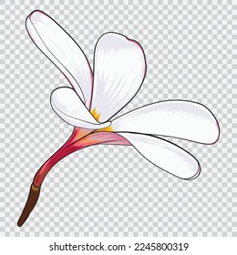 Ilustraciones de los vectores de dibujos florales de Frangipani. Elemento estampado a mano con flores botánicas.