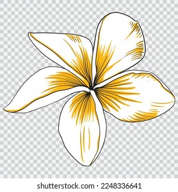 Frangipani Blumenzeichnung Vektorgrafiken Illustrationen. Botanisches, blumengezeichnetes Element.