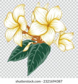 frangipani flower drawing vector illustrations. Botanical floral hand drawn element.