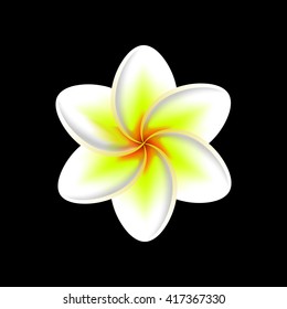frangipani flower isolated 