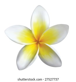 frangipani flower isolated on white