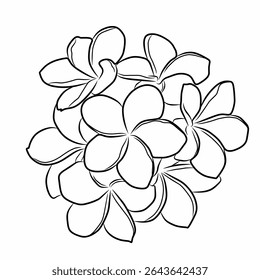 Frangipani flower. Also known as plumeria flower. Beautiful flower that has a distinctive fragrant aroma. Has various types of flower colors