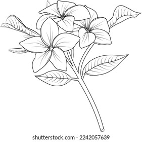 frangipani flower line art, vector illustration, hand-drawn pencil sketch, coloring book, and page, isolated on white background clip art.