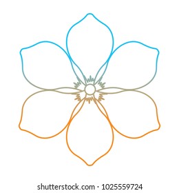 frangipani flower natural bloom decoration ornament