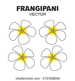 Frangipani flower vector illustration white background