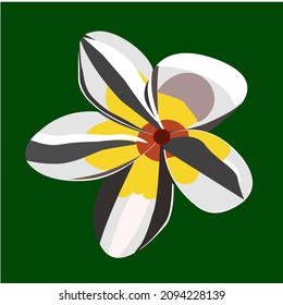 frangipani flower vector image for design