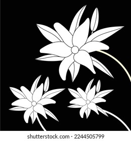 frangipani flowers in black and white are simple and luxurious, suitable for use in all fields, especially those related to the plant world