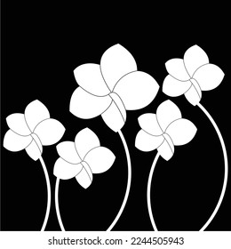 frangipani flowers in black and white are simple and luxurious, suitable for use in all fields, especially those related to the plant world