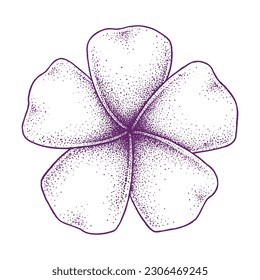 Frangipani-Blumen werden mit der Pointillismus-Technik gezeichnet