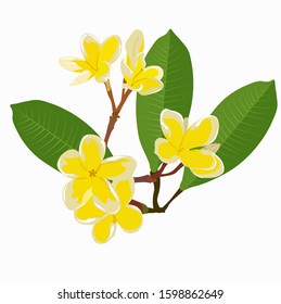 Frangipani flowers vector stock illustration. Yellow tropical flowers. Large green leaves. Isolated on a white background.