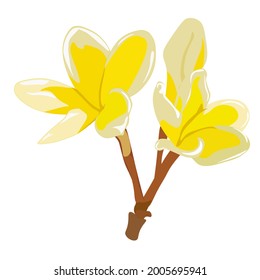 Frangipani flowers vector stock illustration. Yellow tropical flowers. Isolated on a white background.