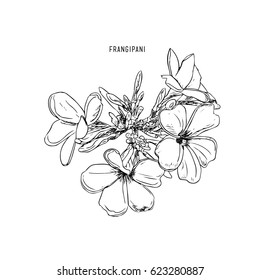 Frangipani Hand Drawing Vintage Style Vector.