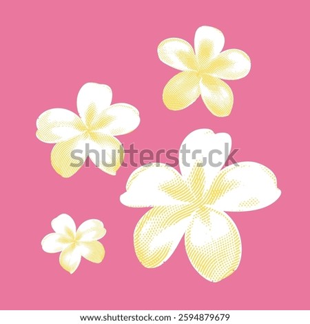 Frangipani illustration, lines on pink background.