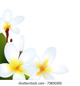 Frangipani, Isolated On White Background, Vector Illustration