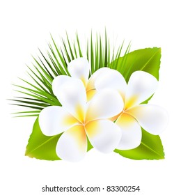 Frangipani, Aislado En Fondo Blanco, Ilustración Vectorial