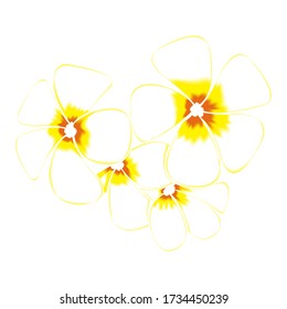 Frangipani and leaves Isolated On White Background