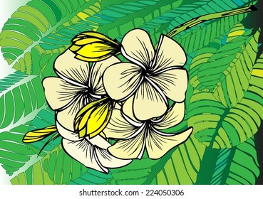 Frangipani painting background,,Frangipani Plumeria tropical flower illustration vector.Vector black and white drawing of plumeria flowers with leaves