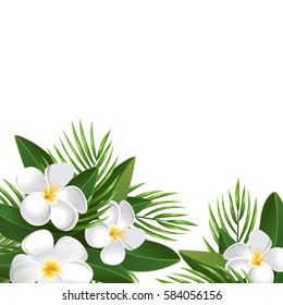 Frangipani And Palm Leaves Isolated On White Background, Vector Illustration