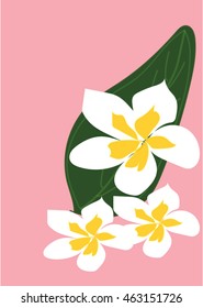 Frangipani pink background