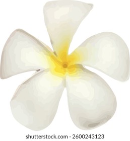 ดอกลีลาวดี The frangipani (Plumeria) is a beautiful and fragrant flower commonly found in tropical and subtropical regions.