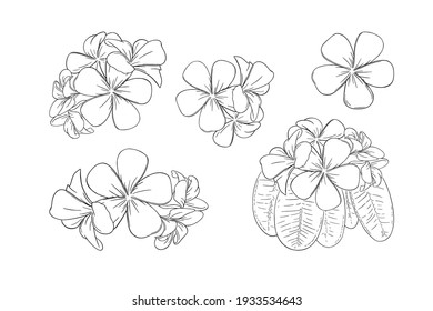 Frangipani oder Plumeria exotische Sommerblume. Gravierter Frangipani-Satz einzeln auf weißem Hintergrund. Umfassende Vektorgrafik