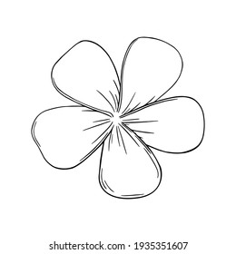 Frangipani or plumeria exotic summer flower. Engraved frangipani blossom isolated in white background. Outline vector illustration