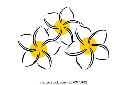 Frangipani or plumeria exotic summer flower. Engraved frangipani isolated in white background. Outline vector illustration