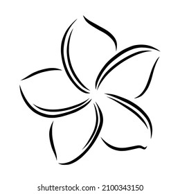 Frangipani or plumeria exotic summer flower. Engraved frangipani isolated in white background. Outline vector illustration