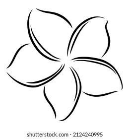 Frangipani or plumeria exotic summer flower. Engraved frangipani isolated in white background. Outline vector illustration