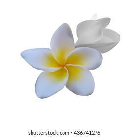 Frangipani (Plumeria flower) on the isolated white background. Vector  botanic Illustration. g for advertisement, spa salon or travelling agency